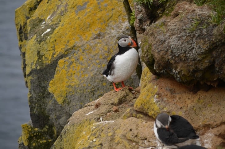 C'est vraiment la star alors qu'il y a d'autres espèces ! Mais même les islandais craquent pour ce volatile : ils viennent de l'élire oiseau emblême national !
