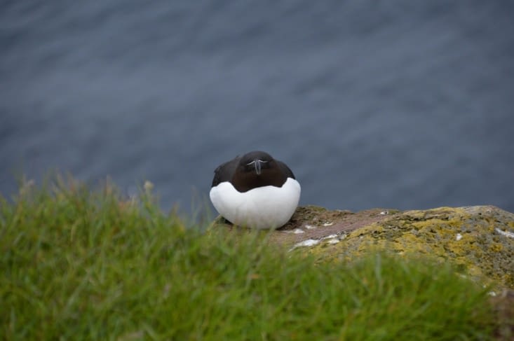 Un pingouin Torda bien décidé à affronter les bourrasques les plus fortes !