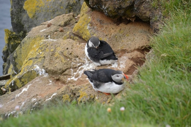 Le bec et les pattes bien à l'abri du vent ! Il faut dire qu'en face c'est le Groenland, frileux s'abstenir !