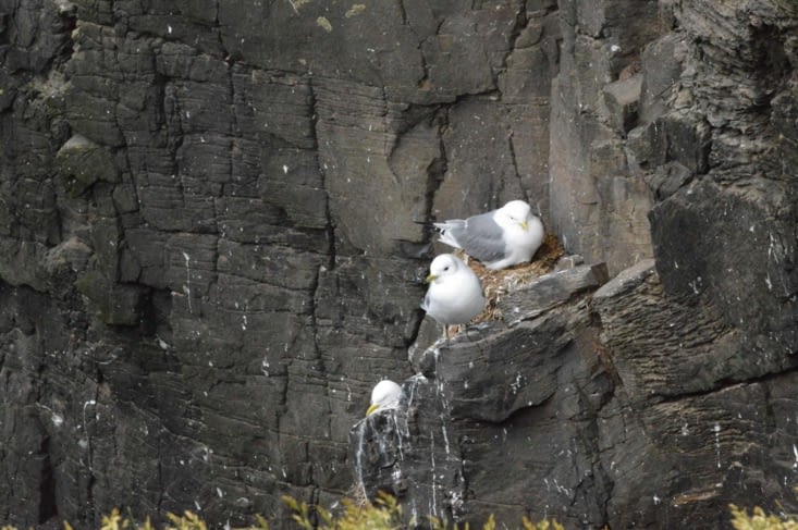 Les mouettes tridactyles sont bien représentées aussi.