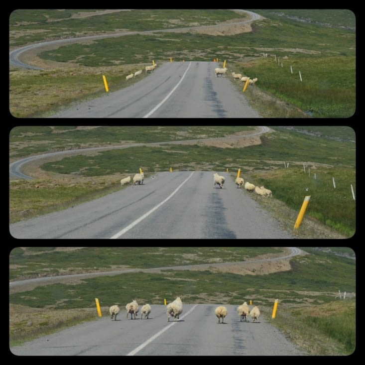 La logique du mouton en matière de sécurité routière est très discutable... Au lieu de rester sagement sur le bord, le mout-mout aime se jeter sous vos roues !