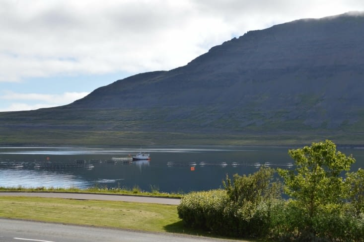 Peut-être que chez nous on mange du poisson élevé dans l'Altafjörður ?