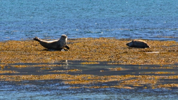 C'est beau une vie de phoque... (D'autant plus qu'il n'y a pas d'ours polaires  en Islande !)