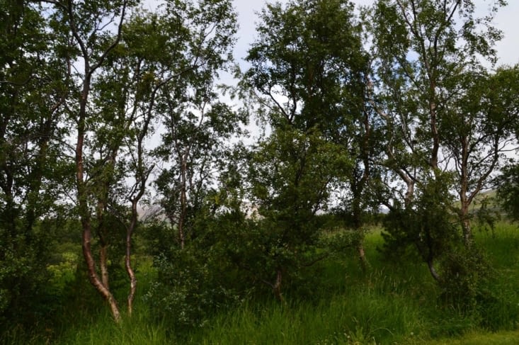 Même dans cette jolie petite vallée assez préservée ça a l'air dur de pousser quand on est un arbre !