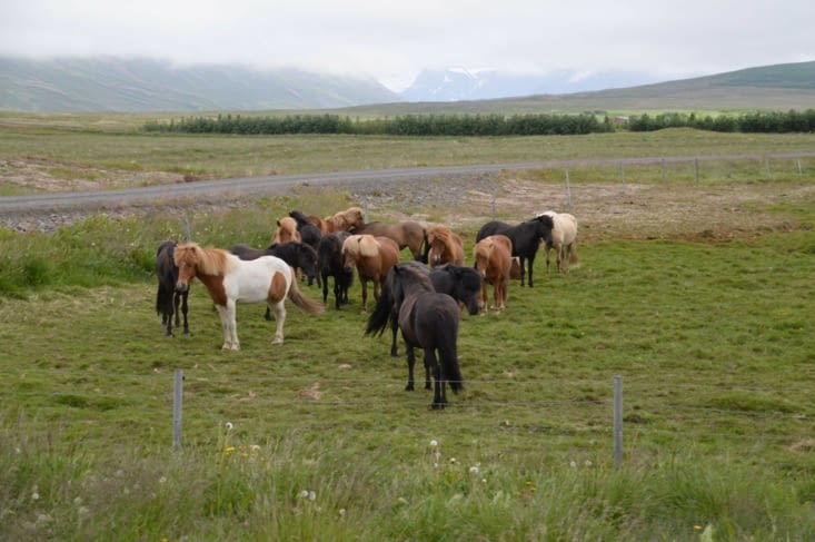 Beaucoup d'élevages de chauvaux dans le coin !