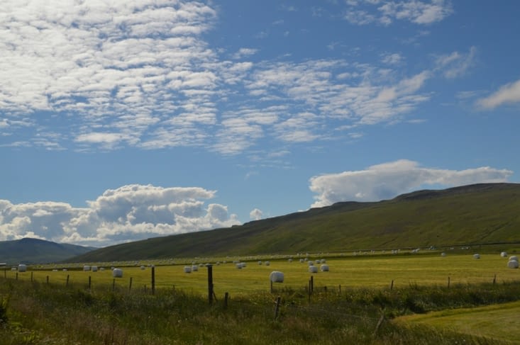 Nous sommes au coeur du grenier de l'Islande... Mais pas pour les humains ! Ici on se concentre exclusivement sur le fourrage pour les chevaux et les moutons....