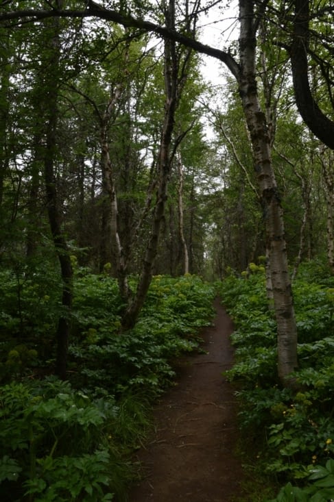 La forêt de Höfði : le sous-bois est presque entièrement recouvert d'angélique !