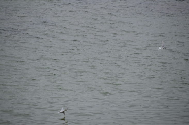 Ici aussi il y a des sternes ! L'abondance d'oiseaux est dûe à l'abondance de moucherons.