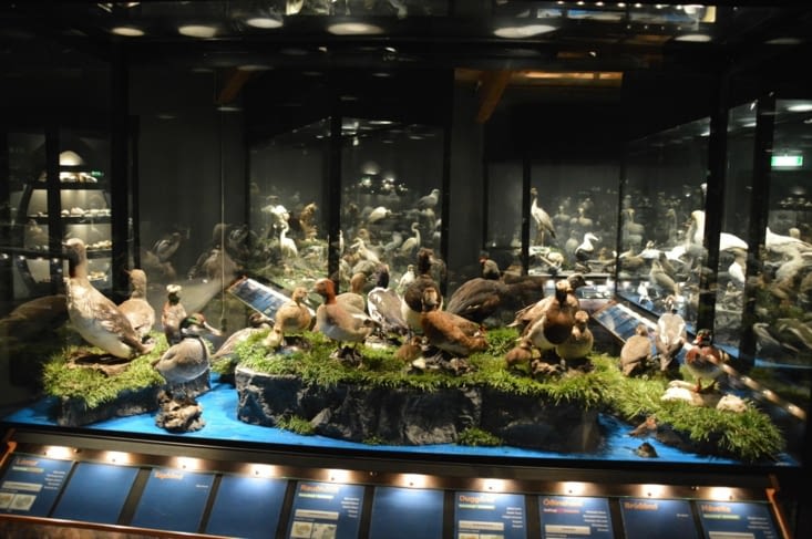 Le "Fuglasafn Sigurgeirs" (Le musée ornithologique Sigurgeirs) se situe à l'ouest du lac.