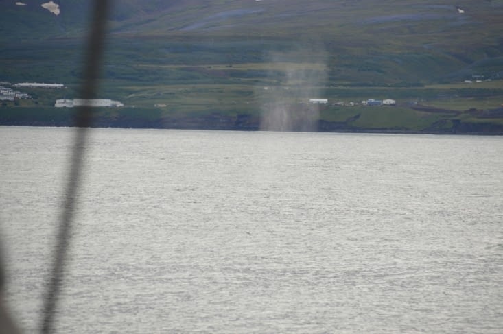 Le panache qui indique qu'en étant un peu plus rapide on aurait pu voir une baleine !