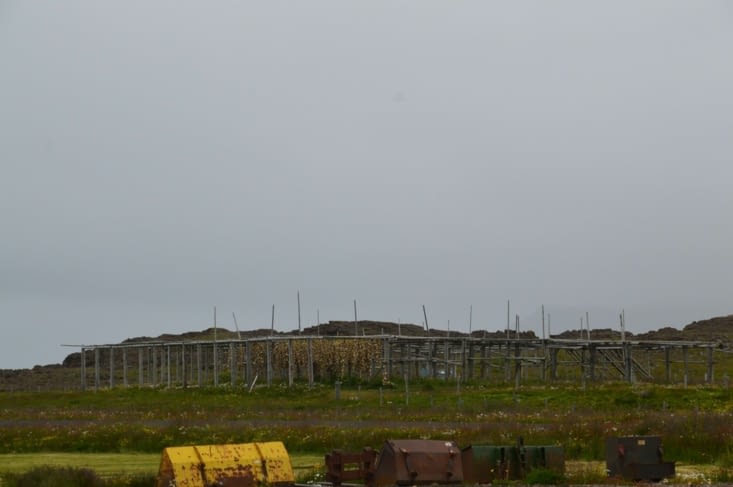De loin c'est très bien ! On est des ptits veinards, ça ne semble être "que" du poisson lambda... S'il s'était agi de requin en train de se transformer en plat de hákarl , même la distance ne nous aurait été d'aucun secours !