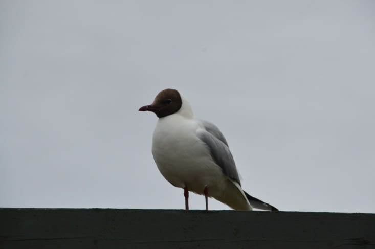 Une mouette tridactyle avec une conscience professionnelle au top !