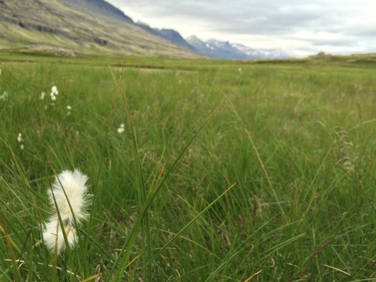 Ce doit être la fin de la saison, elles sont un peu toutes fripées pour la plus grande partie d'entre elles !