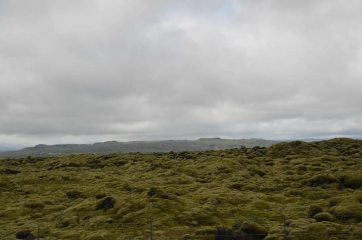 Forcément avec toute cette humidité la mousse s'accroche de partout !
