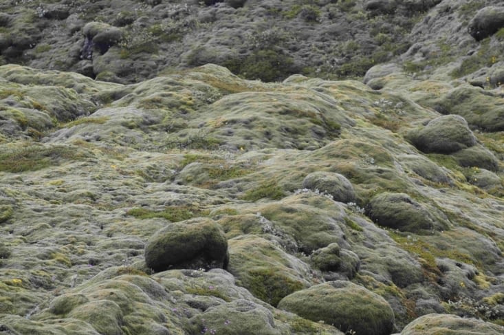 Surprise ! De près ce n'est plus si vert ! Mais encore plus douillet !!