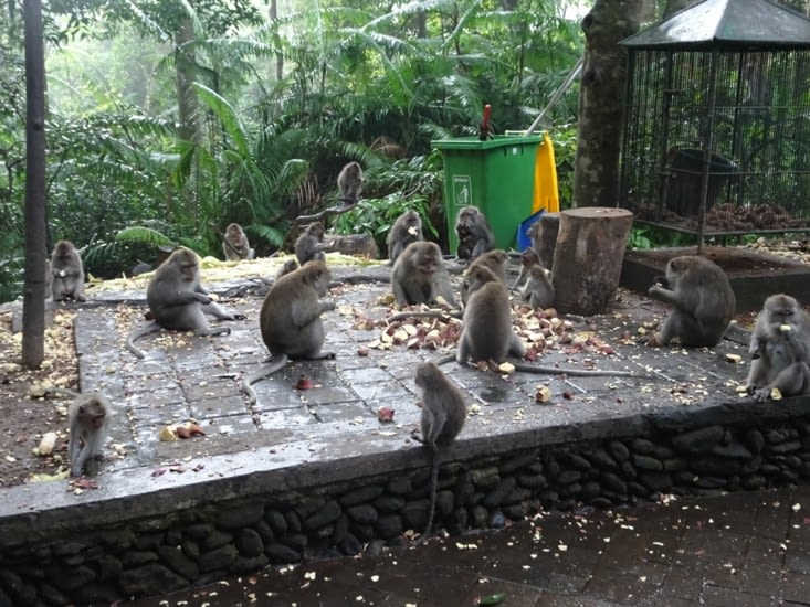 Les macaques