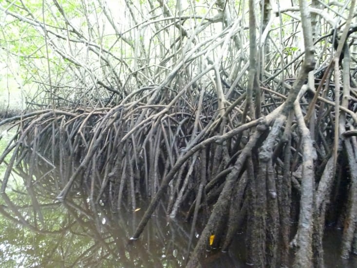Balade en bateau dans la mangrove