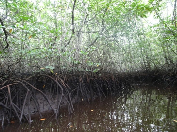 Balade en bateau dans la mangrove