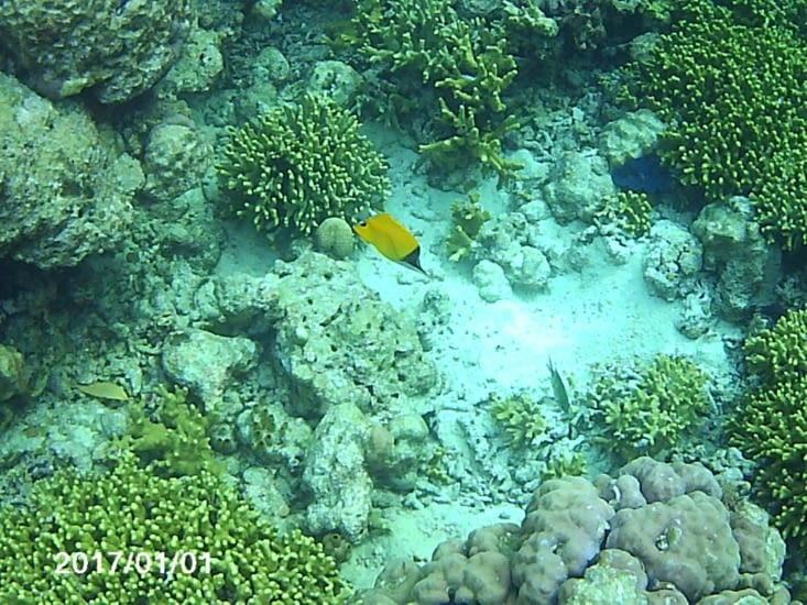 Plongée sur l'île de menjangan