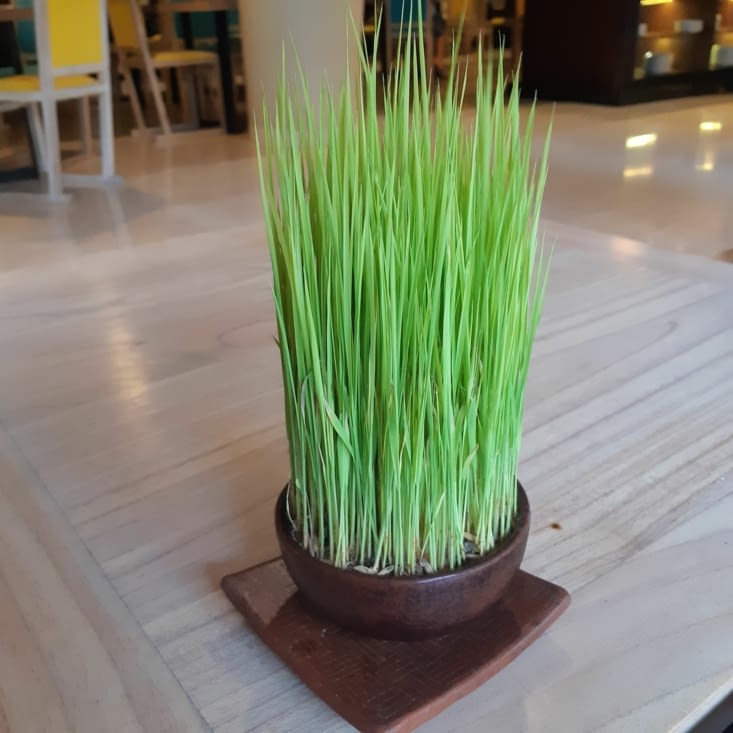 Sainte barbe avec du riz