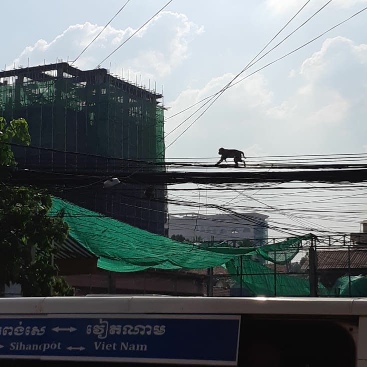 Des singes en plein milieu de la capitale