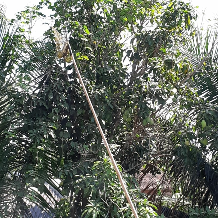 Ramassage de mangue
