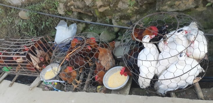 L'élevage de volailles