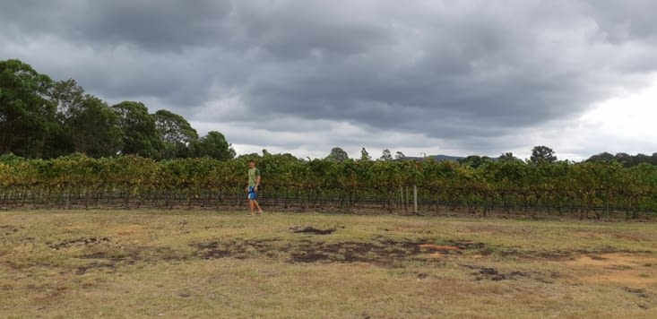 Lauris retrouve les vignes !
