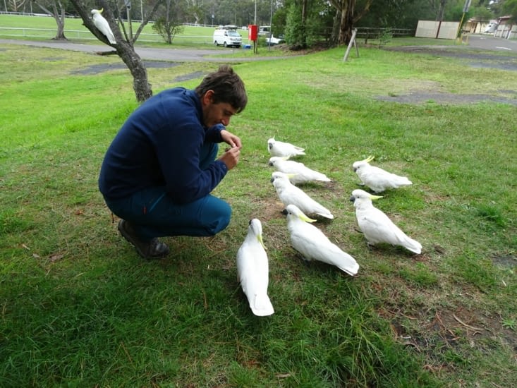 Et voilà, au revoir les perroquets !