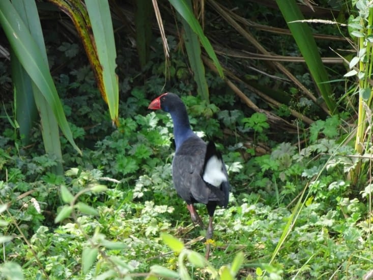 Le pukeko
