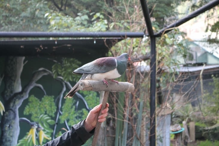 Un kereru, le deuxième plus gros pigeon du monde.