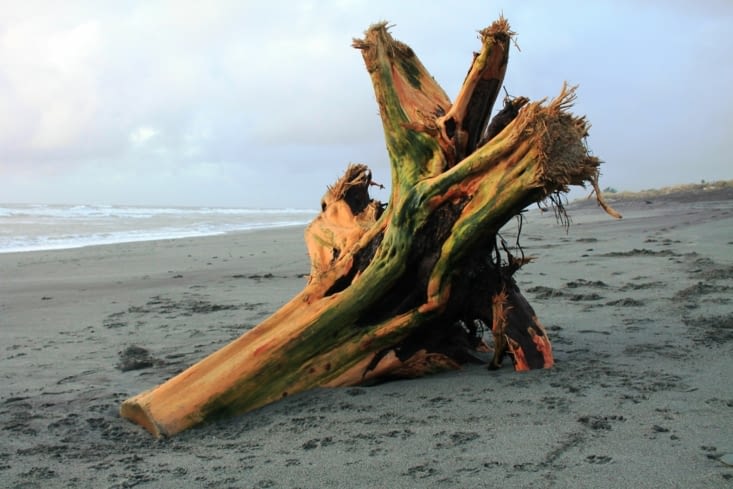 Le bois flotté est très présent sur la plage d'Hokotika.