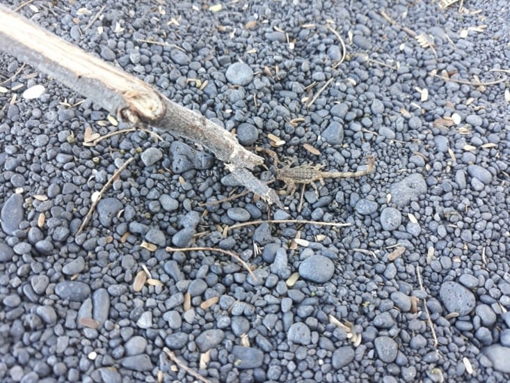 Notre copain du camping de Kiholo