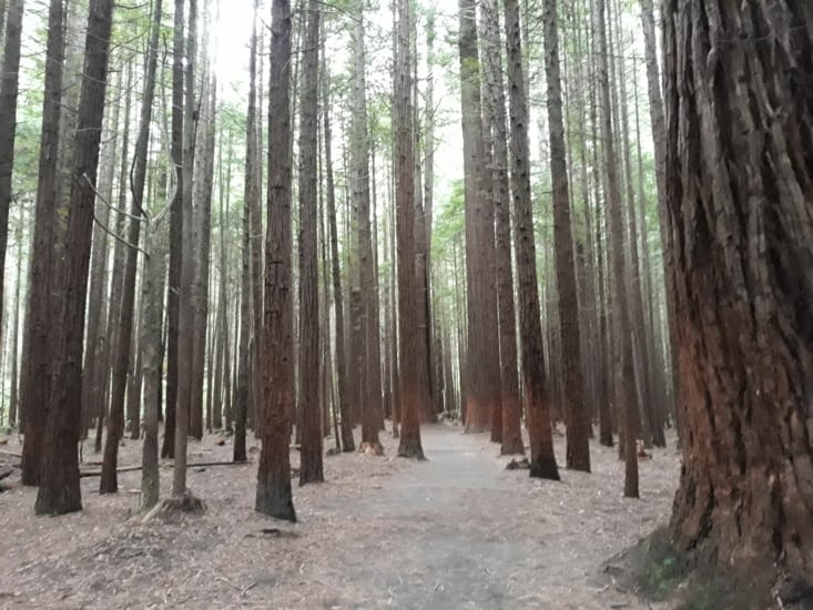 Sequoia Géants