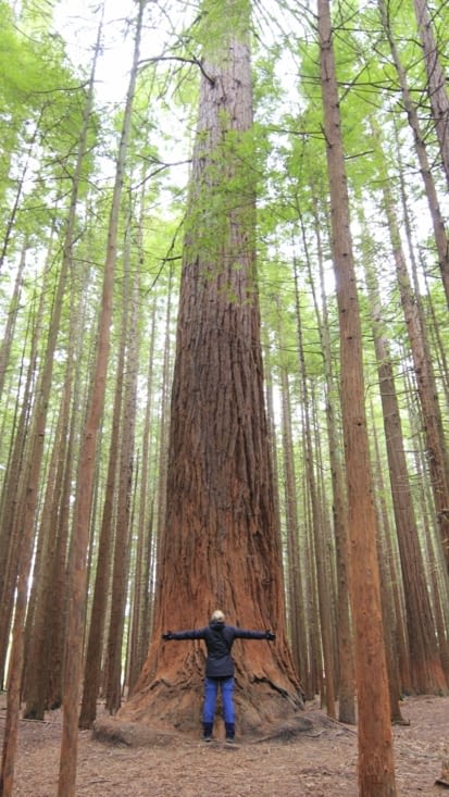 Sequoia Géants Vs Anaïs
