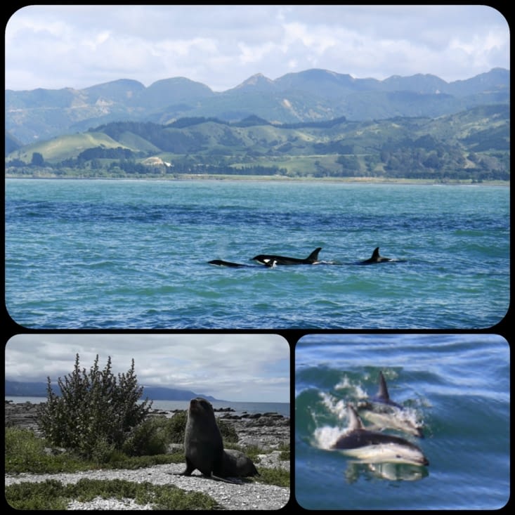 La faune marines de Kaikoura