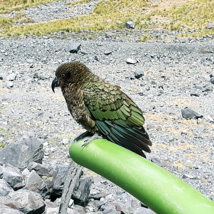Un Kea, perroquet vert avec le dessous des ailes rouges !