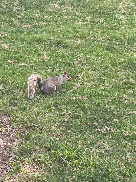 Ils sont un peu envahis par les écureuils