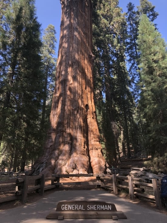 Le SHERMAN TREE, le plus grand du monde (en volume)