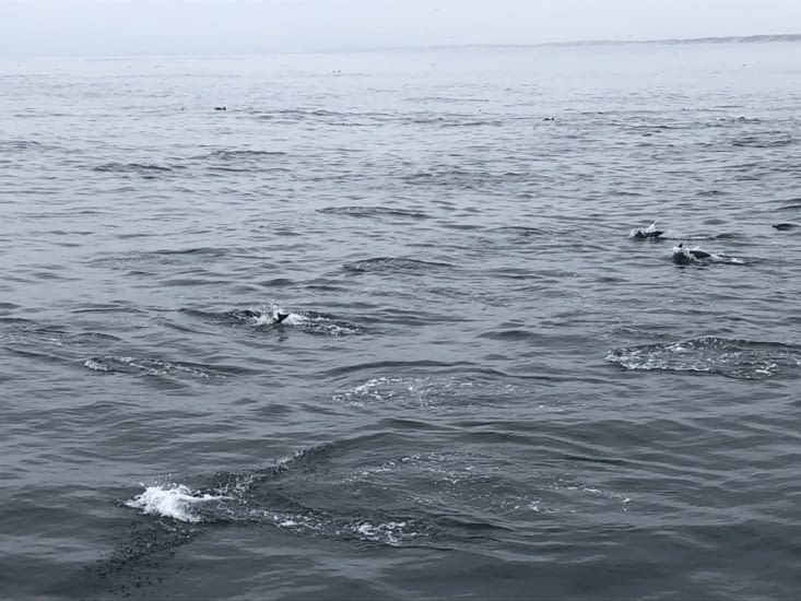 Des centaines, voir des milliers de dauphins ! un balais EXTRAORDINAIRE