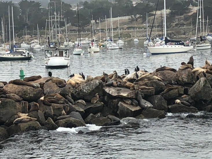Les lions de mer, qui se prélassent sur les rochers