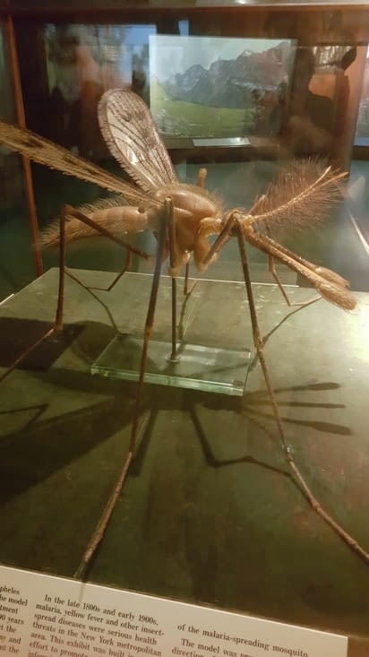 Gros moustique porteur de la Malaria