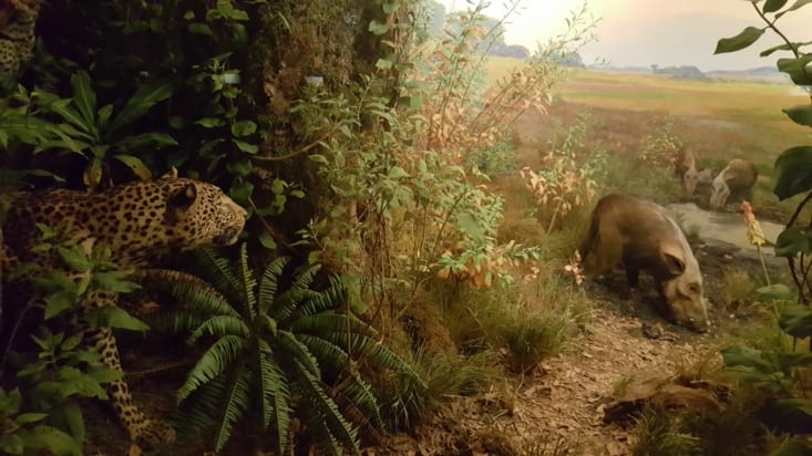 Les léopards en Afrique