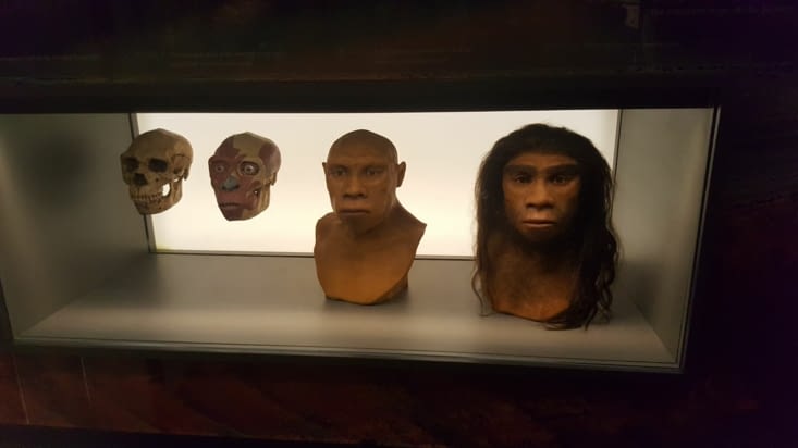 Reconstitution d'une tête préhistorique à partir de fossiles