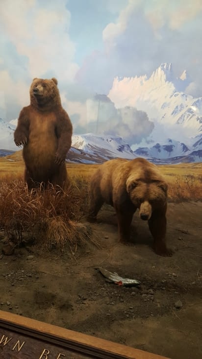 Section sur les mammifères d'Amérique du Nord