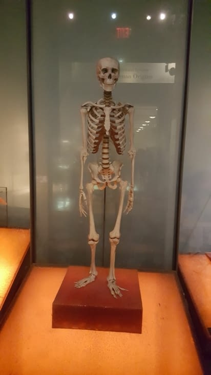 Squelette d'homme moderne