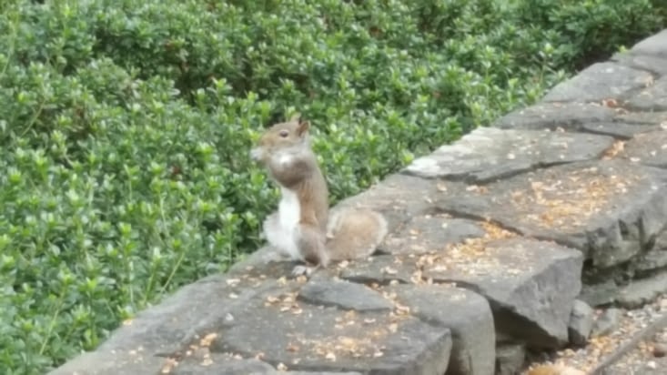 New York Botanical Garden