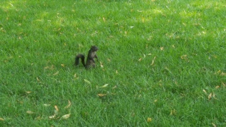 New York Botanical Garden