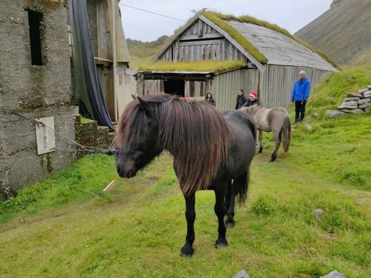 Et en bonus la vieille ferme et ses chevaux islandais