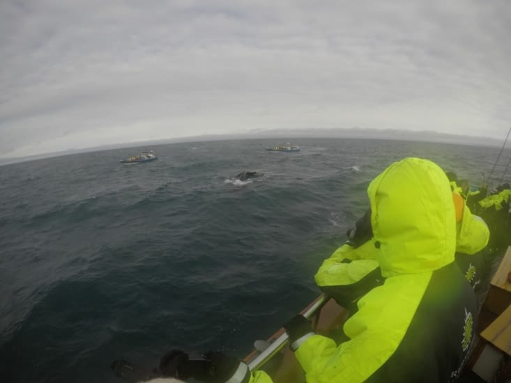 Plusieurs baleines (a priori des grands cachalots) nous ont offert un beau spectacle !